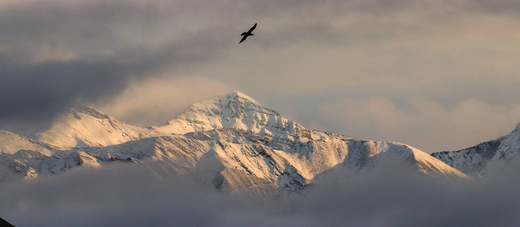 raven flies over snow capped mountain